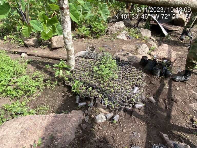 ´Grupo Rondón´ destruyó una hectárea de cultivo de marihuana en Villanueva