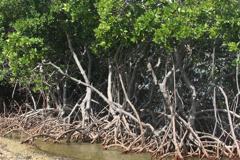 Cerrejón y comunidades cercanas sembrarán más de 18.000 plántulas de mangle en Bahía Hondita