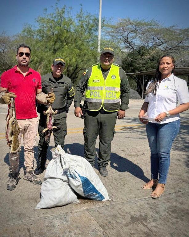 Corpoguajira y Policía decomisan 70 iguanas verdes que habían sido sacrificadas