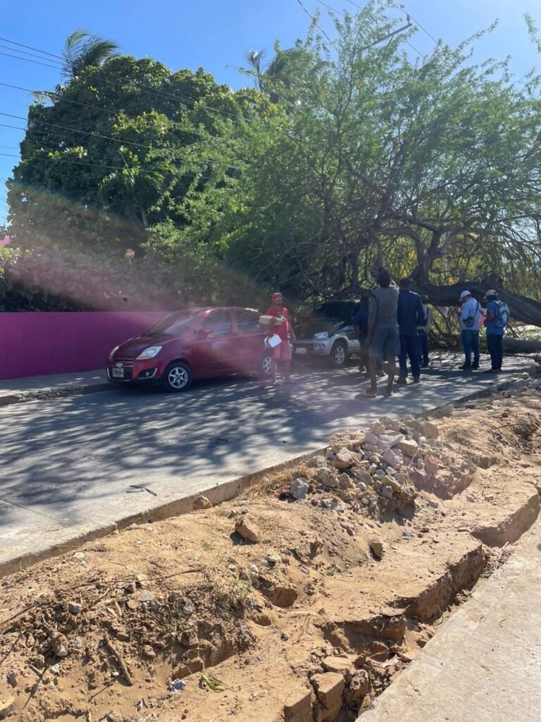 árbol derribado por fuertes vientos