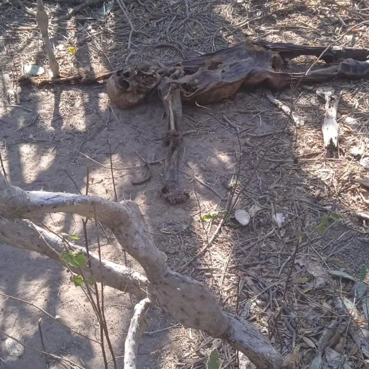 Hallazgo de osamenta humana en San Juan del Cesar conmociona a la comunidad