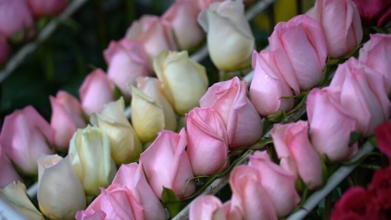 Colombia podrá exportar flores de corte de Protea