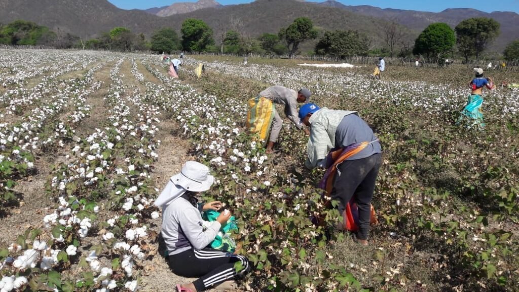 San Juan del Cesar, tierra algodonera en La Guajira