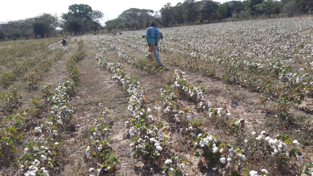 Recolección de algodon, en el municipio de San Juan del Cesar Guajira
