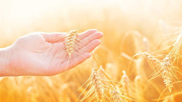 El discípulo con una fe como un grano de trigo