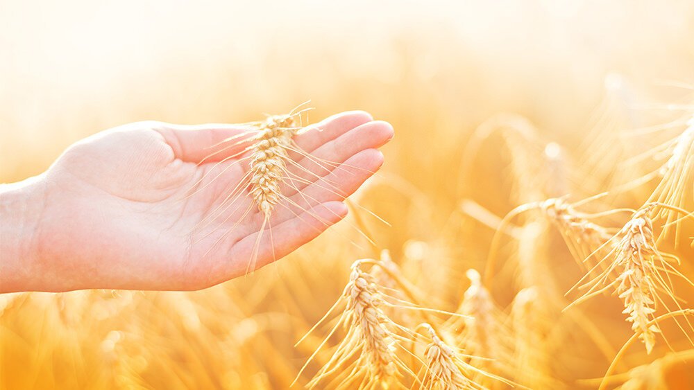 El discípulo con una fe como un grano de trigo