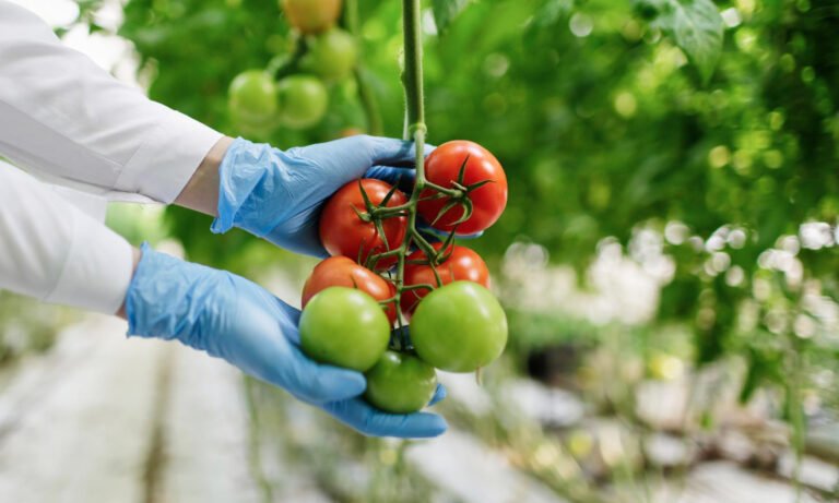 La agroecología enseña a producir alimentos de forma económica y sostenible