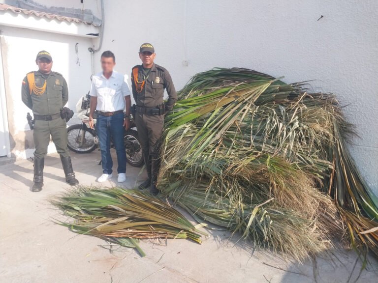 Policía de Carabineros decomisó 500 unidades de palma seca