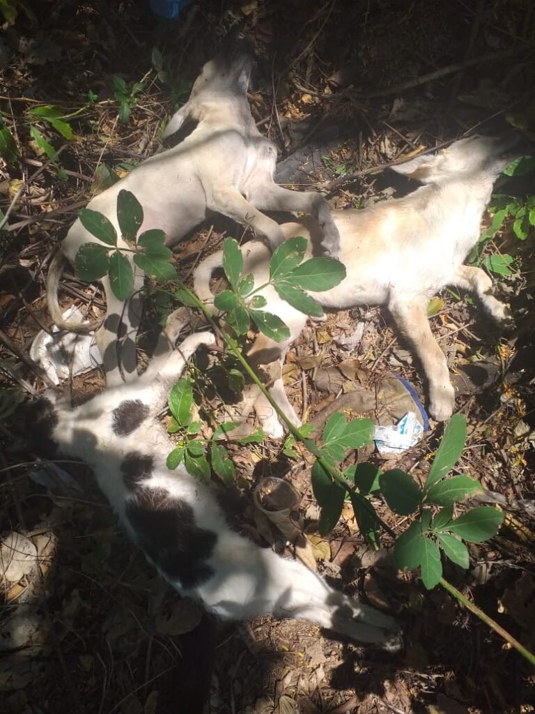 Fonseca conmocionada por envenenamiento masivo de mascotas