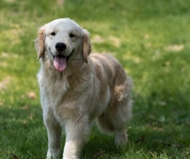 La estrategia detrás de llevar perros a La Casa de los Famosos Colombia