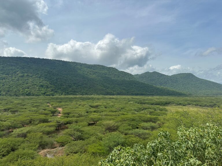 Un bosque tropical crece en medio de La Guajira