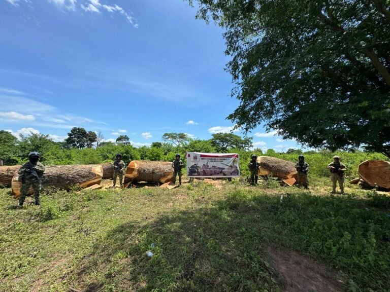 Realizaron el decomiso de 22.500 kilogramos de madera de algarrobillo en el sur de La Guajira