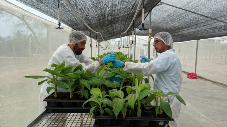 Foto Evaluación de cultivares de banano promisorios con buena respuesta a Foc R4T en la región Cari