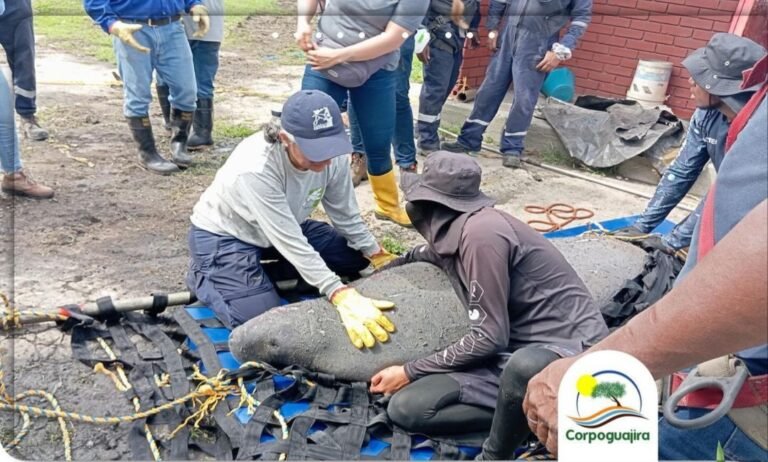 Exitosa fue la operación de rescate de un manatí por parte de Corpoguajira