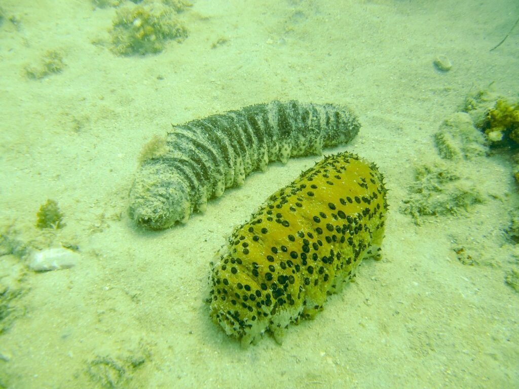 Corpoguajira y Minciencias adelantan proyecto de investigación y protección del pepino de mar