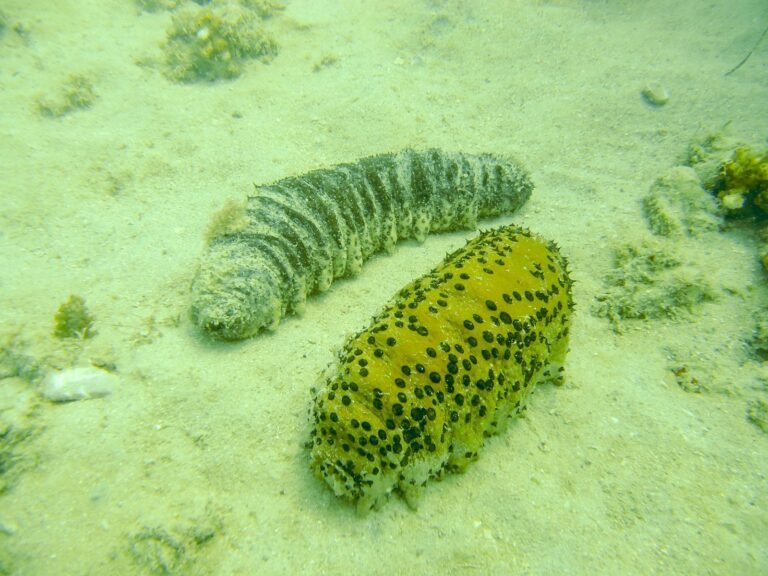 Corpoguajira y Minciencias adelantan proyecto de investigación y protección del pepino de mar