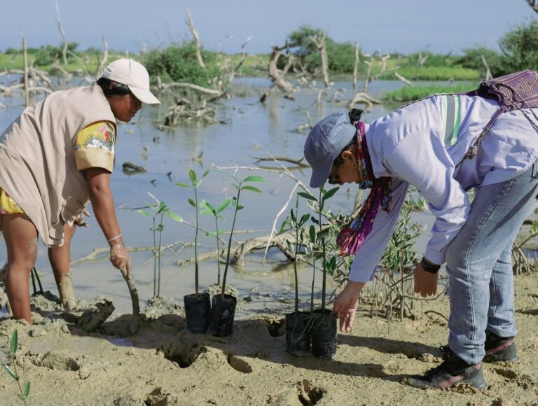 Corpoguajira realizó la siembre de 3.000 plántulas de mangle en Musichi, Manaure