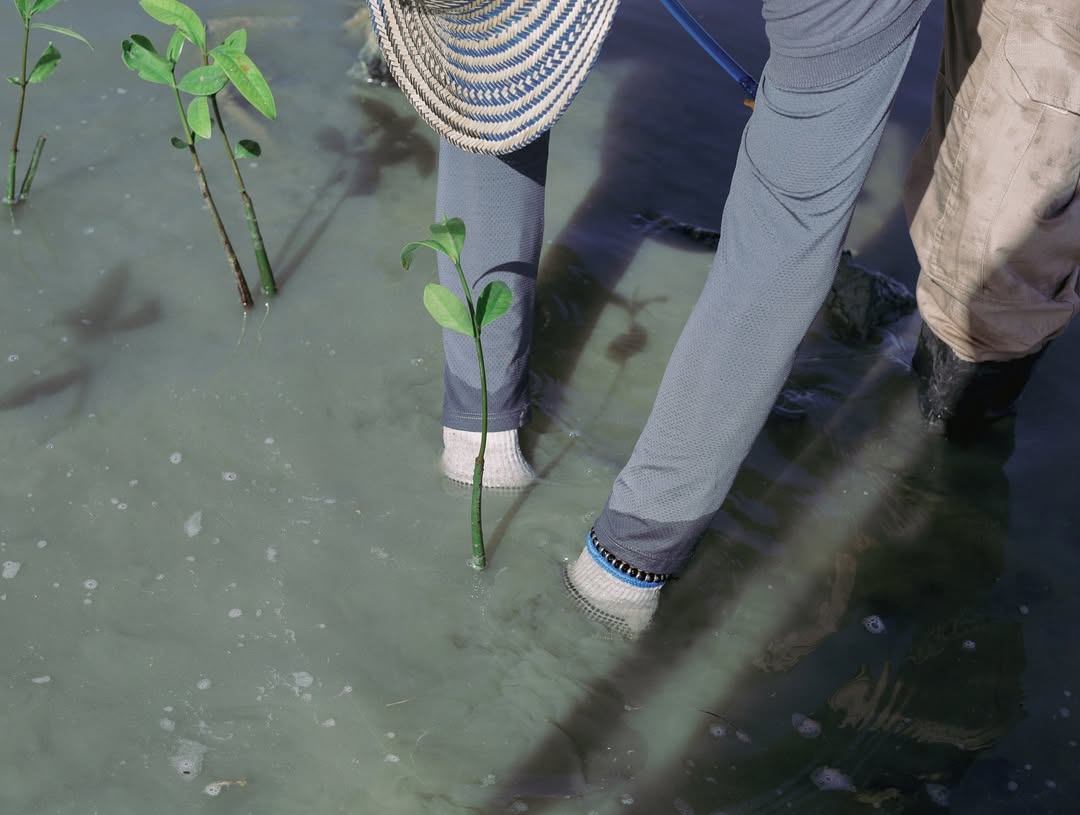 Corpoguajira realizó la siembre de 3.000 plántulas de mangle en Musichi, Manaure