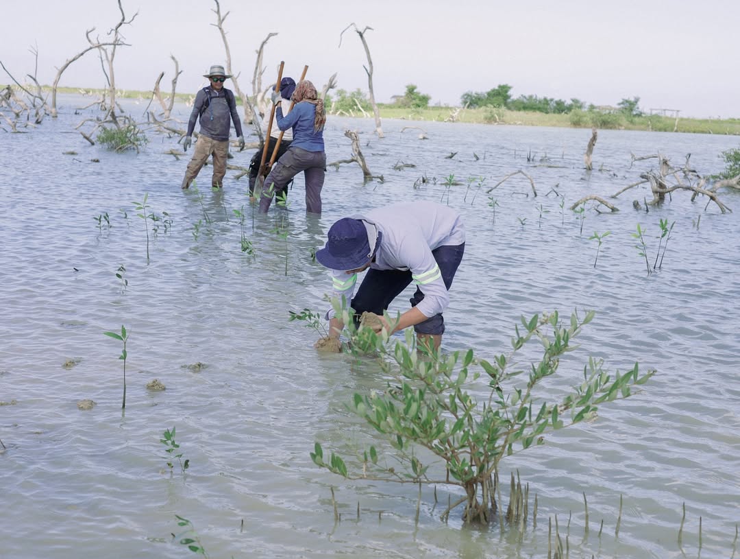 Corpoguajira realizó la siembre de 3.000 plántulas de mangle en Musichi, Manaure