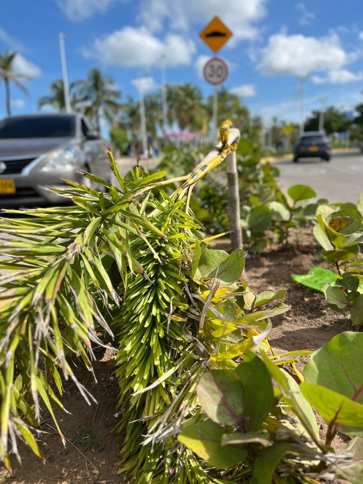 Corpoguajira hace un llamado urgente a la comunidad de Riohacha para que cuide el proyecto paisajístico ejecutado en la Avenida Primera