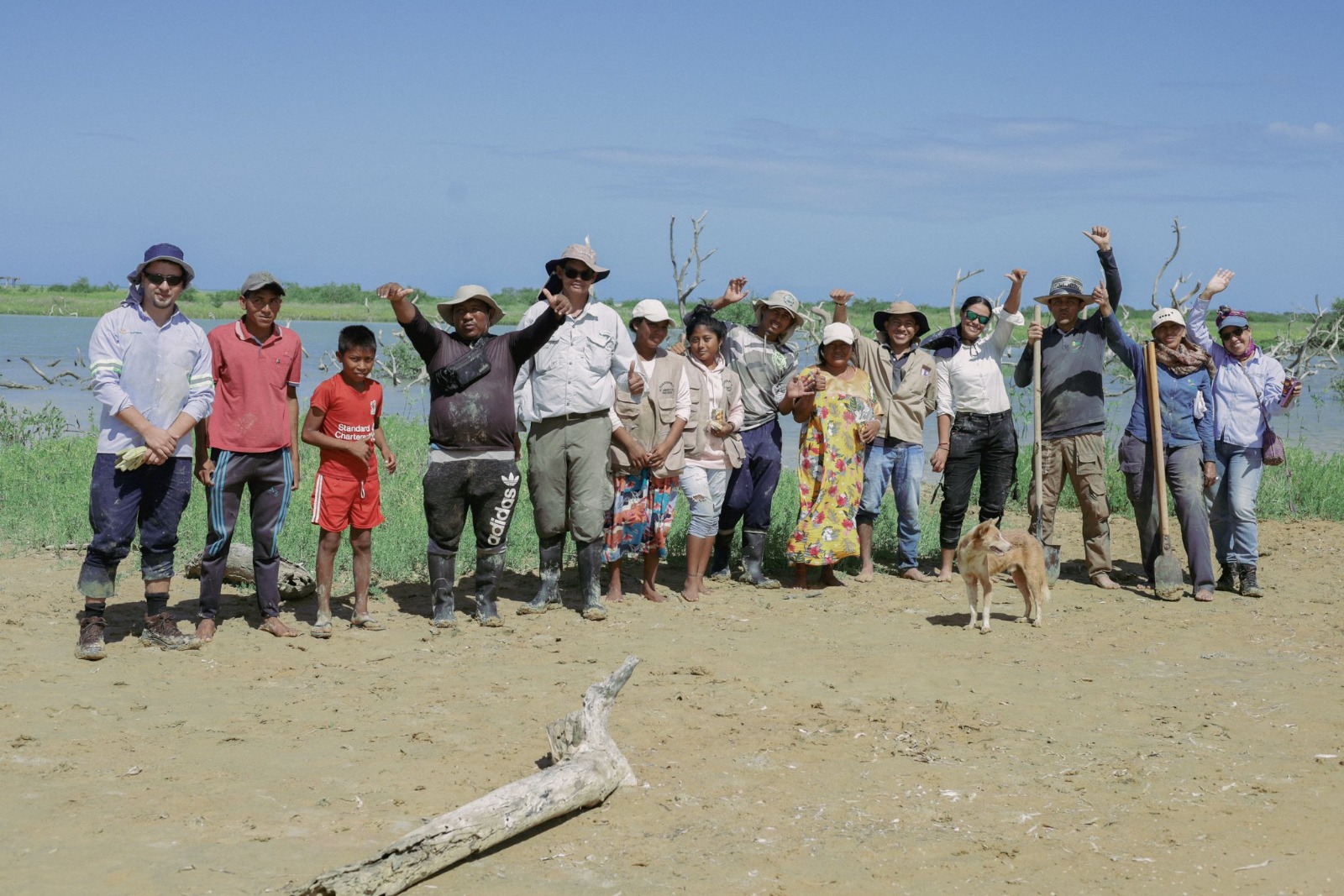 Corpoguajira realizó la siembre de 3.000 plántulas de mangle en Musichi, Manaure