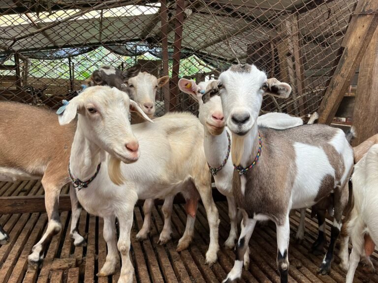 Estas son las recomendaciones del ICA para movilizar ovinos y caprinos en La Guajira