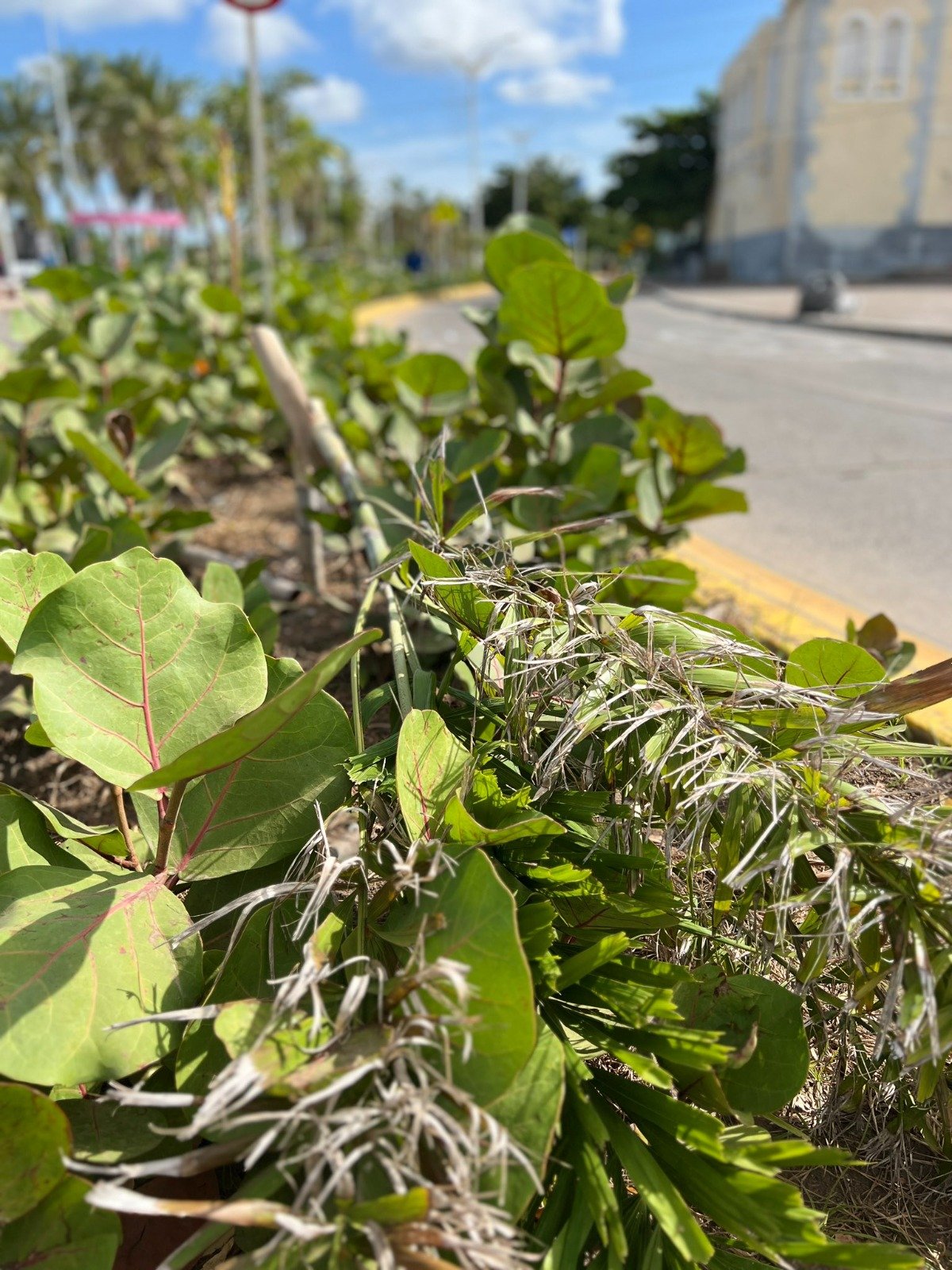 Corpoguajira hace un llamado urgente a la comunidad de Riohacha para que cuide el proyecto paisajístico ejecutado en la Avenida Primera