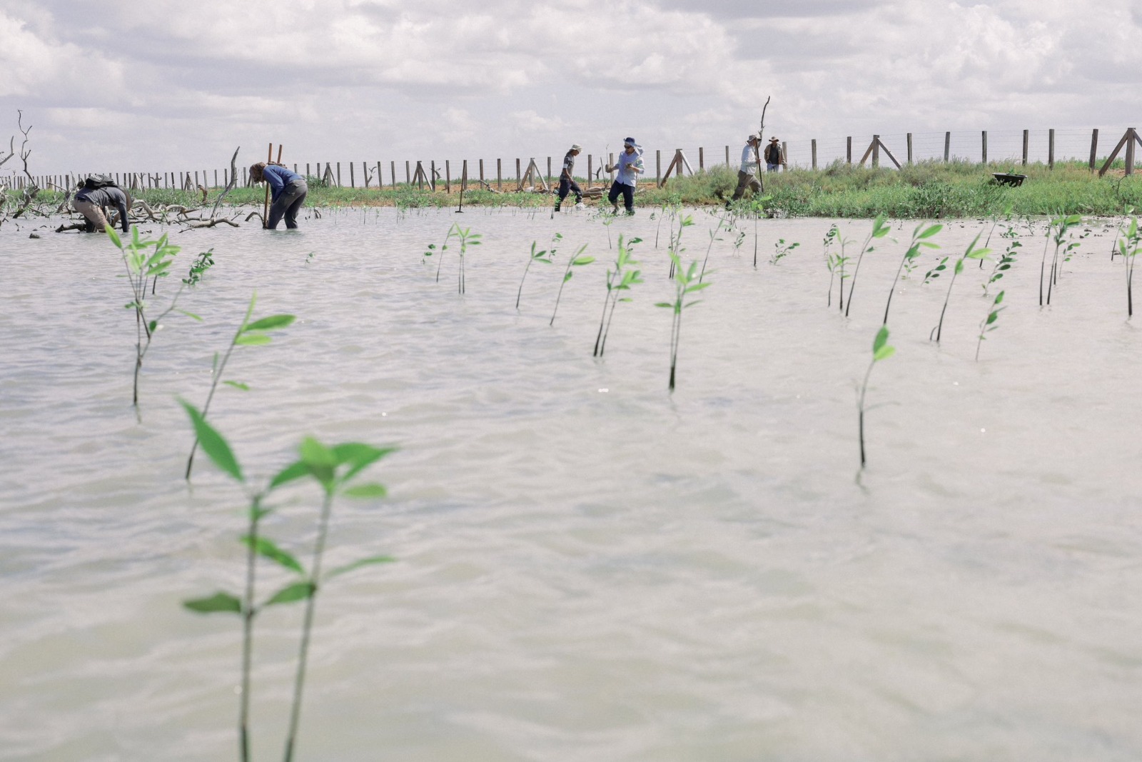 Corpoguajira realizó la siembre de 3.000 plántulas de mangle en Musichi, Manaure