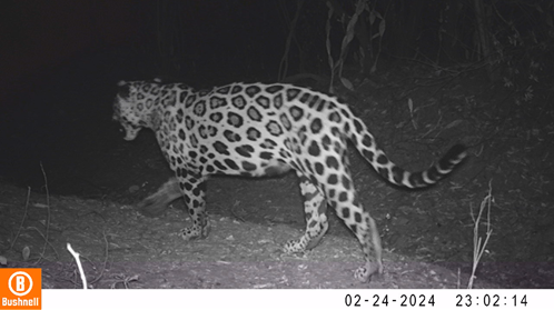 El regreso del jaguar: 10 avistamientos en el corredor Wûin-Manna tras 40 años de su ausencia en La Guajira