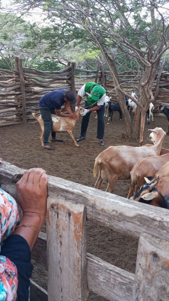 Alcaldía de Uribia realizó diligencia de inspección en comunidad wayuu y descartó casos de carbunco