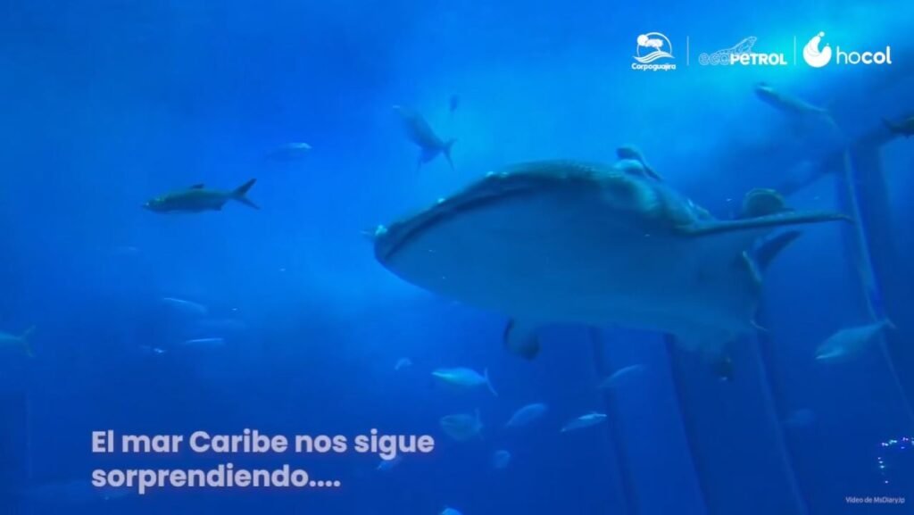 Avistamiento de tiburón ballena a 13 kilómetros de Riohacha: un símbolo de la salud de lo mares