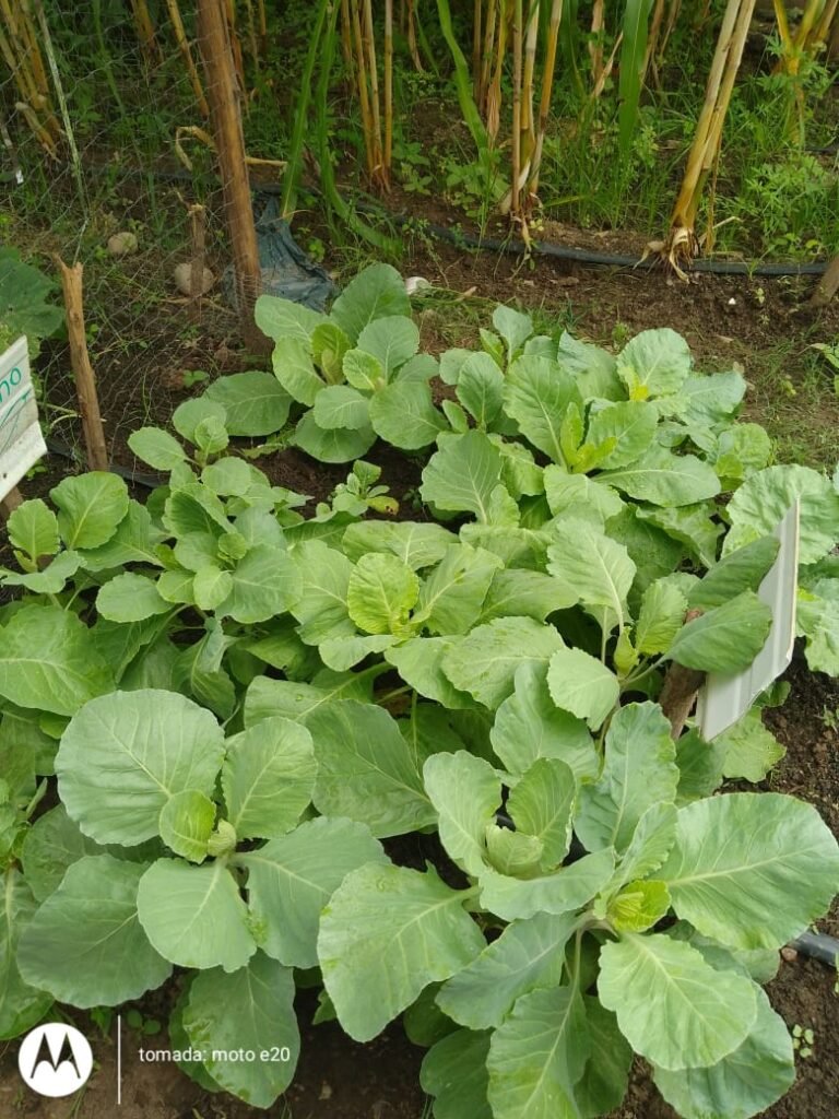 Coliflor en el proyecto Huertas caseras sostenibles en Cañaverales Municipio de San Juan del Cesar Guajira.