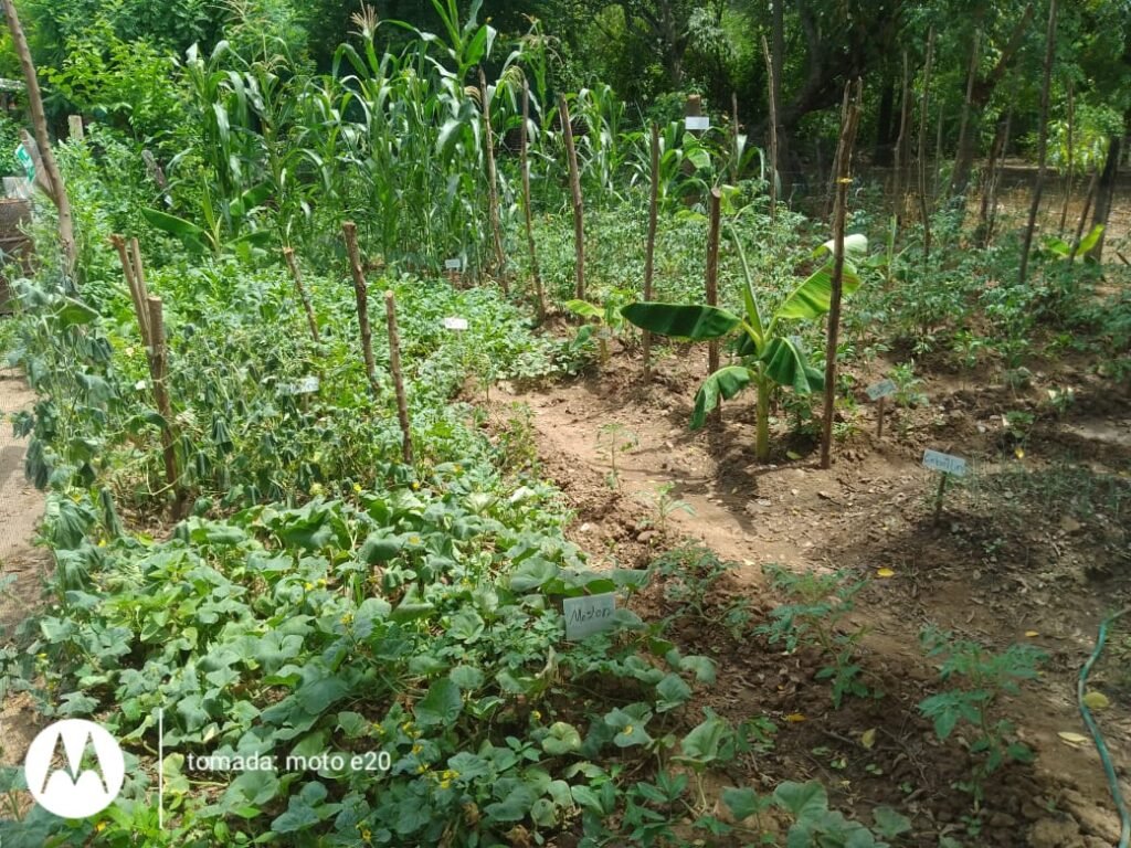 El proyecto Huertas caseras sostenibles en Cañaverales Municipio de San Juan del Cesar Guajira.