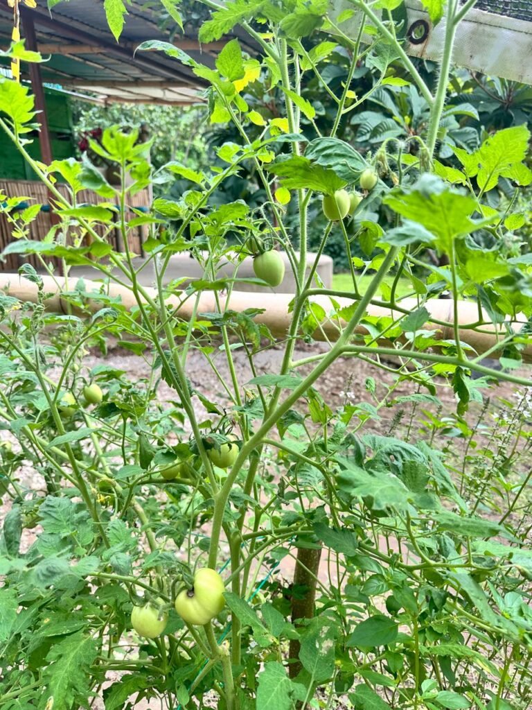 Tomate en el proyecto Huertas caseras sostenibles en Cañaverales Municipio de San Juan del Cesar Guajira