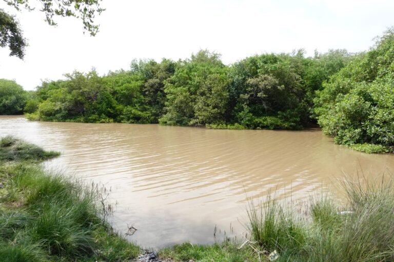 Corpoguajira y el gobierno de Guadalupe firman convenio para restauración del ecosistema de manglar en el DRMI Delta del río Ranchería