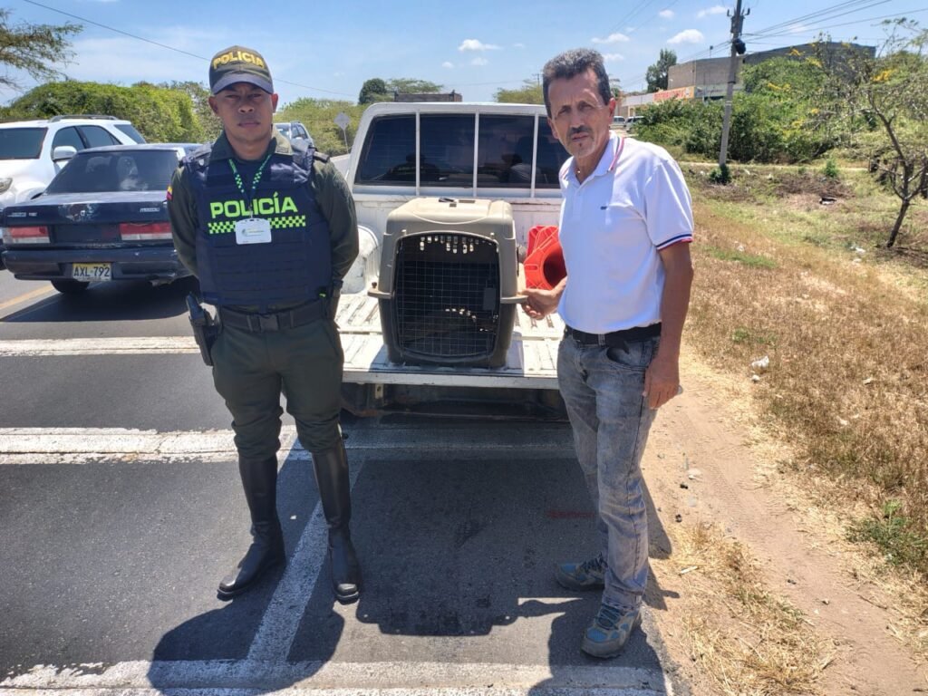 Corpoguajira rescata y libera una babilla en riesgo por la sequía