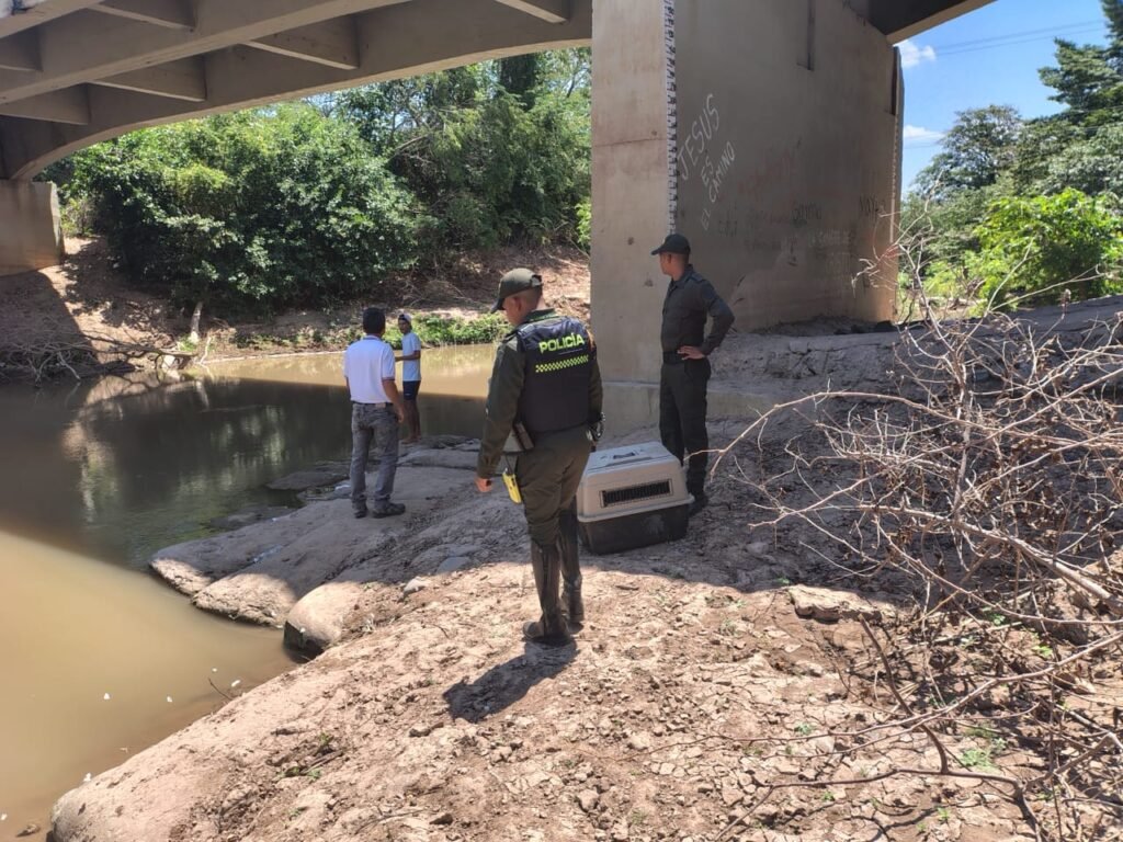 Corpoguajira rescata y libera una babilla en riesgo por la sequía