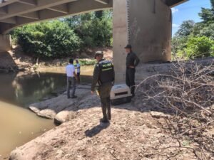 Corpoguajira rescata y libera una babilla en riesgo por la sequía