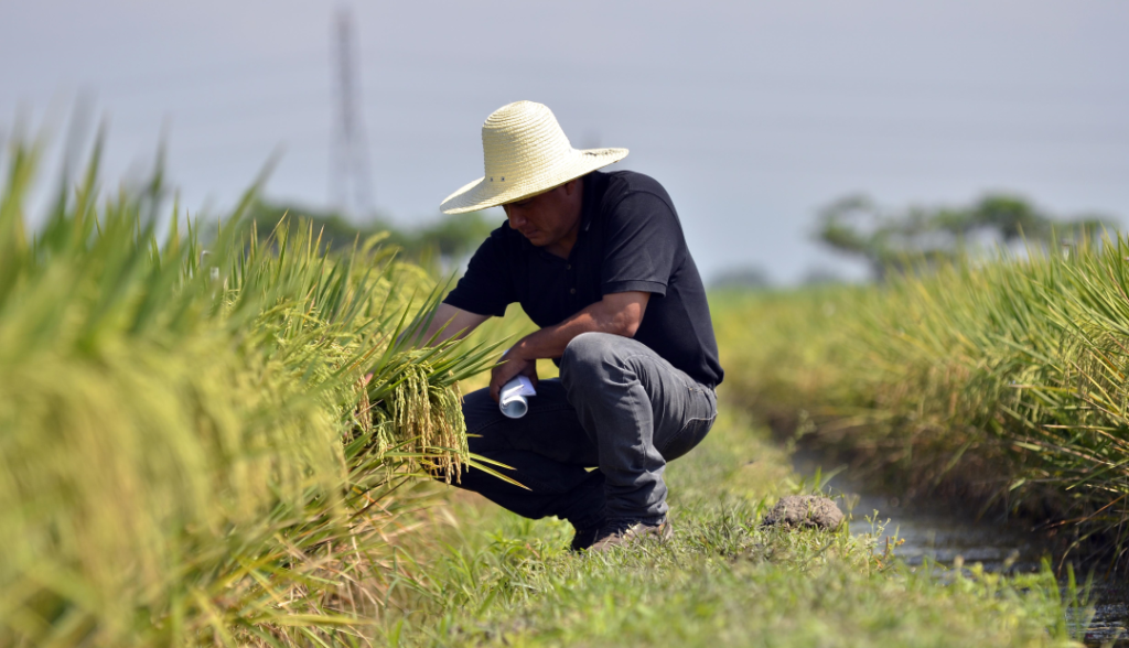 El arroz guajiro: entre la crisis y la oportunidad