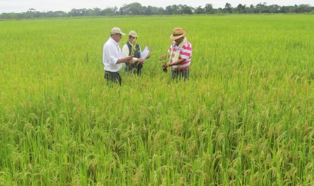 El arroz colombiano, tradición en la mesa, economía y supervivencia