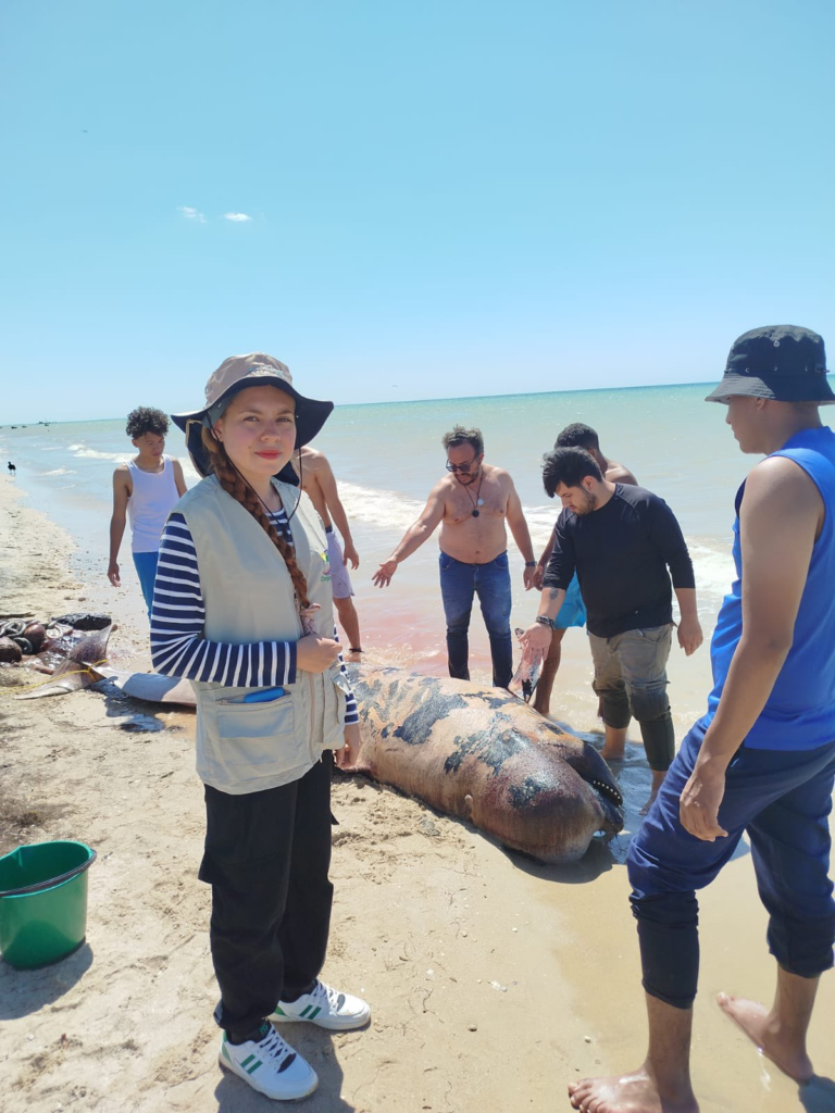 Ballena piloto juvenil fue encontrada en costas de la comunidad de Samaria, en Manaure