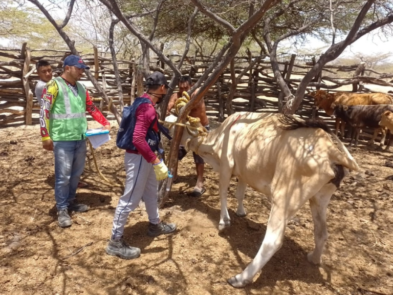 El ICA realiza seguimiento al primer ciclo de vacunación en comunidades indígenas de la Alta Guajira Wayuu