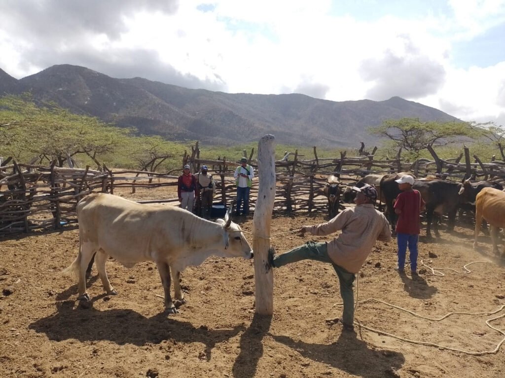 El ICA realiza seguimiento al primer ciclo de vacunación en comunidades indígenas de la Alta Guajira Wayuu