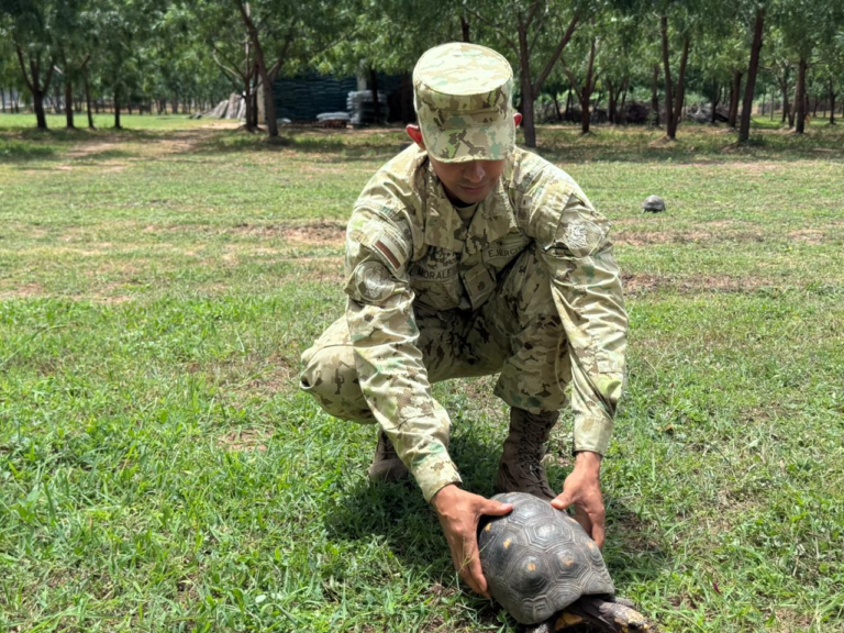 Liberaron 30 tortugas morrocoy en el corregimiento de Carraipia, en Maicao