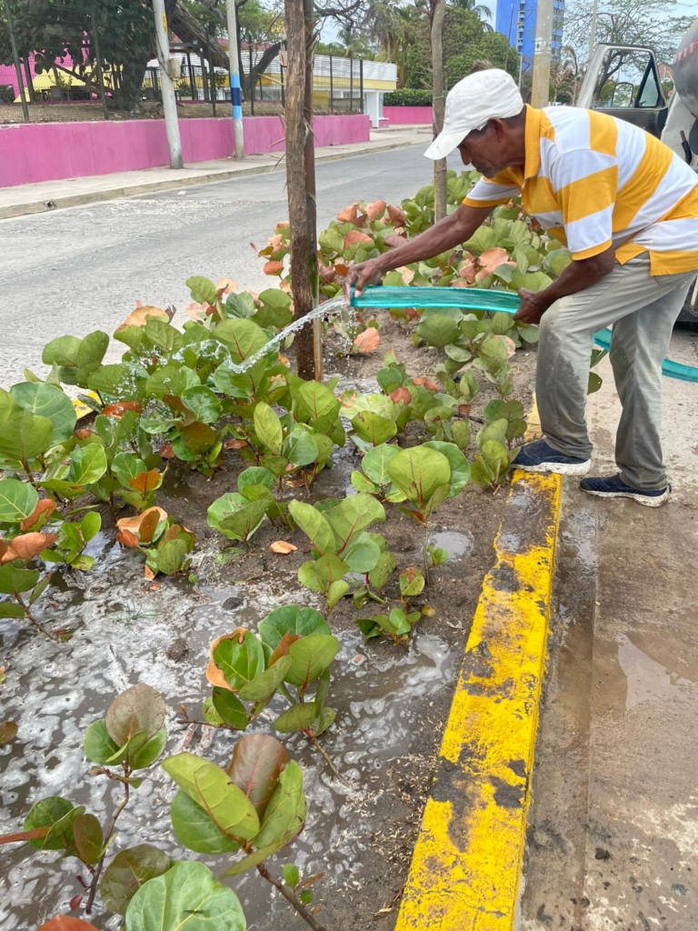Avanza proyecto de acciones de cultura ambiental y embellecimiento de la Avenida Primera de Riohacha