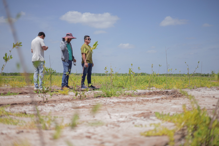 Corpoguajira y la ANH fortalecen restauración de manglares en La Guajira con siembra de 50.000 plántulas