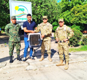 Oso hormiguero fue rescatado por autoridades militares y dejado a disposición de Corpoguajira
