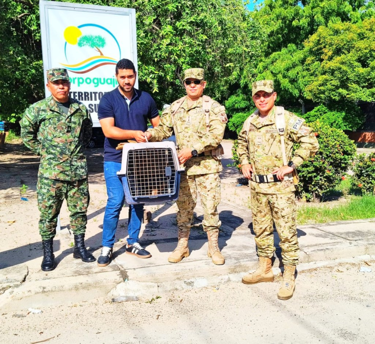 Oso hormiguero fue rescatado por autoridades militares y dejado a disposición de Corpoguajira