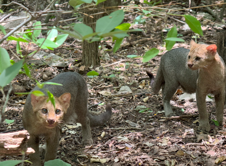 Cerrejón rescata y libera dos yaguarundíes en sus áreas de conservación