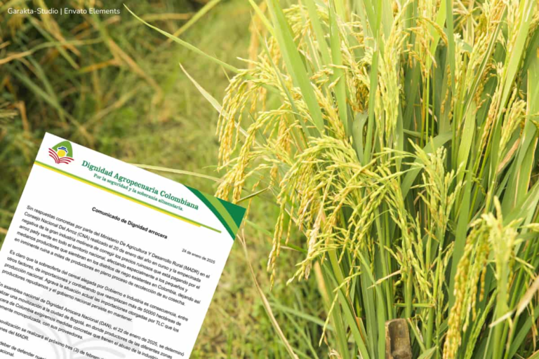 Como evitar la crisis arrocera